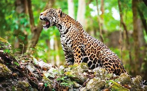 Jaguar, Kucing Predator yang Anggun, Cepat, dan Mematikan