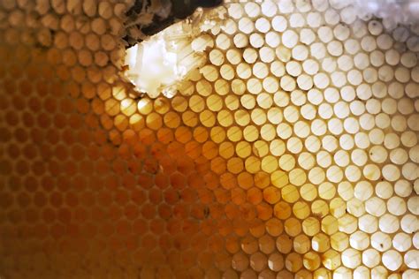 Beeswax: What is it Used For? | Bee Master of Las Vegas