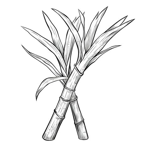 Sugar Cane Outline Agriculture Plant Gardening Farming Organic Food ...