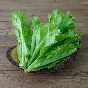 CRGO Lettuce ™ Seeds -VXI-408 Seed Price in India - Buy CRGO Lettuce ...
