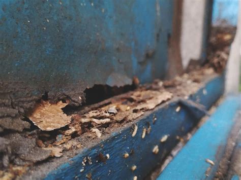 Termite Damage Repair Guide: Tips, Costs & DIY Solutions - Bugs Pest