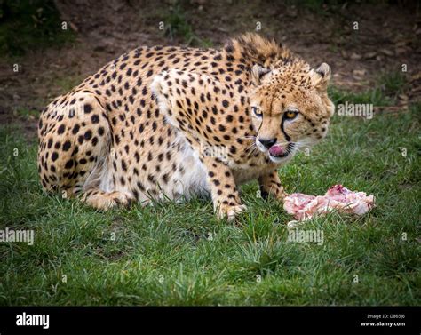 What Small Animals Do Cheetahs Eat at Carolyn Cotter blog