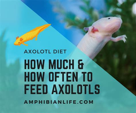 What Do I Feed An Axolotl at Natasha Cain blog