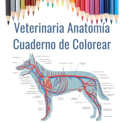 Buy Veterinaria Anatomía Cuaderno de Colorear: Regalo para estudiantes ...