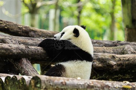 中国国宝：大熊猫高清图片下载-正版图片501653861-摄图网