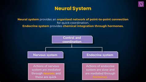 Image result for Neural Control Mechanism