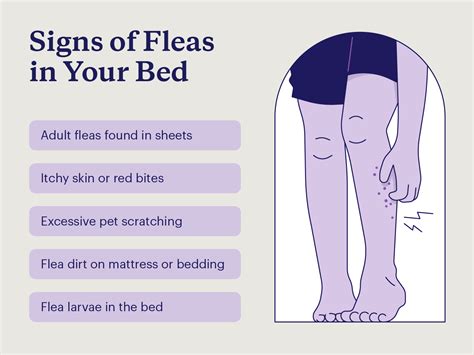Can A Human Have Fleas? Signs And Relief Tips