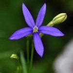 100 Flower Name in English and Hindi with Pictures