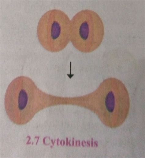 Find up correlation auxin : enlargement of cell :: cytokinesis ...
