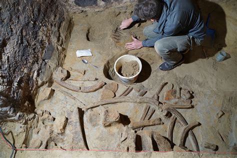 A rare collection of mammoth bones estimated to be around 40,000 years old!! PHOTOS – Daily ...