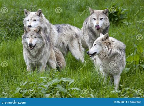 Pack of Four European Grey Wolves Stock Photo - Image of fauna ...