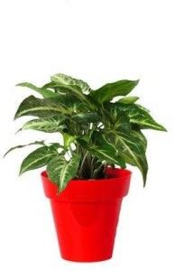 ENRICH PLANTS Syngonium Plant Price in India - Buy ENRICH PLANTS ...