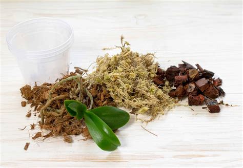 Phalaenopsis Orchid Plant Care | Plantly