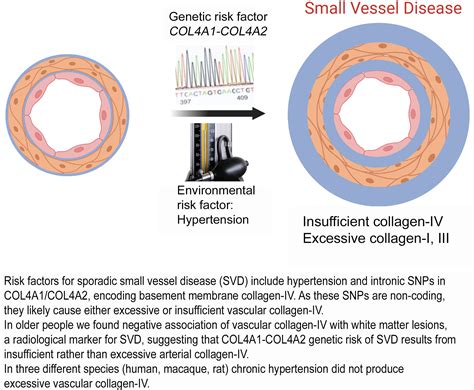 Vascular Collagen Type-IV in Hypertension and Cerebral Small Vessel ...