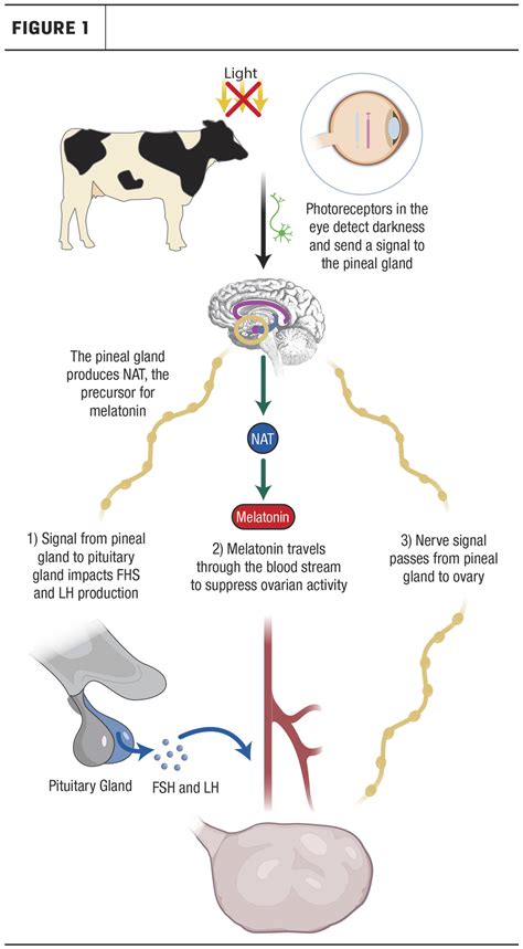 CLOCK genes regulate circadian rhythm and reproduction in cattle | Ag Proud