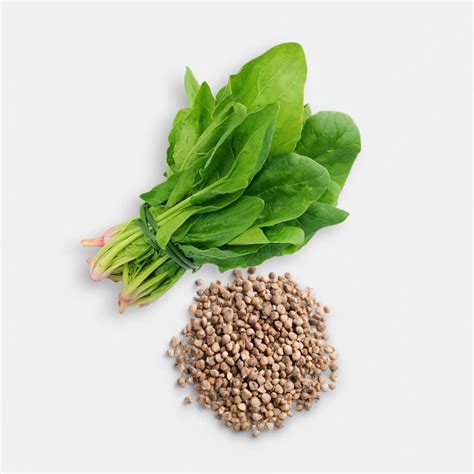 Buy spinach palak seeds 7gm online at best price