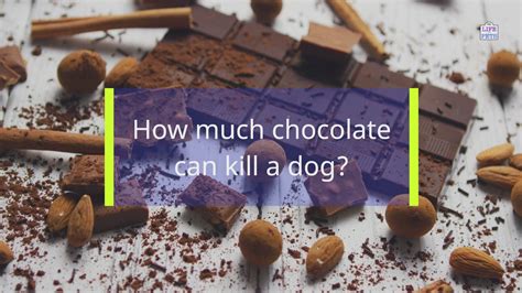 How Much Chocolate Can Hurt A Dog