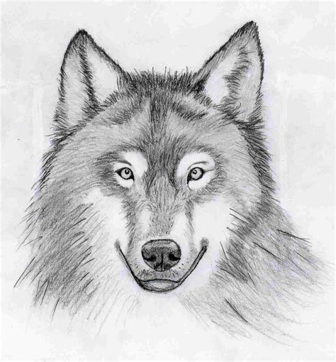 Image result for Wolf Tutorial