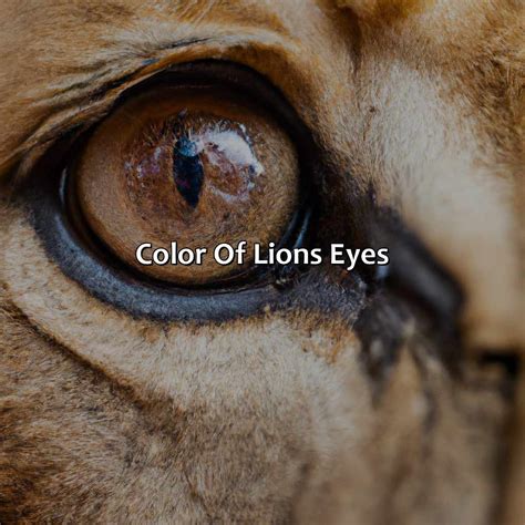 What Color Eyes Do Lions Have - colorscombo.com