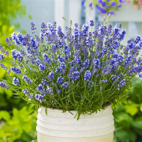 Lavender Plants for Sale | FastGrowingTrees.com