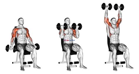 Dumbbell Seated Biceps Curl to Shoulder Press - Home Gym Review