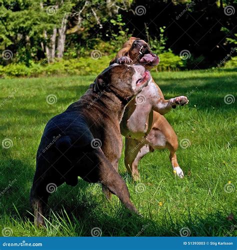 Pitbull Play Fighting with Olde English Bulldog Stock Image - Image of ...
