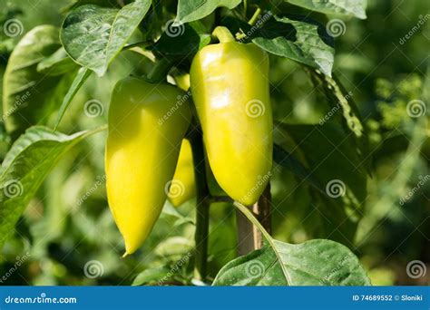 Green Sweet Pepper Plant or Bell Pepper Stock Photo - Image of grow ...