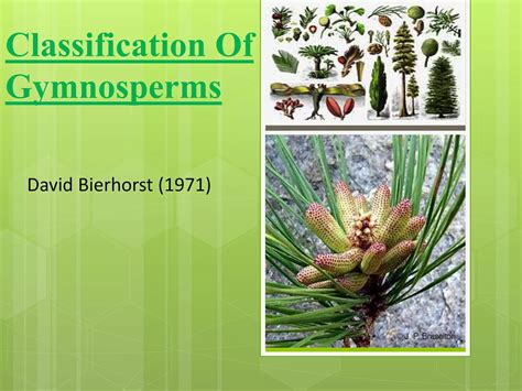 Classification of gymnosperms | PPTX