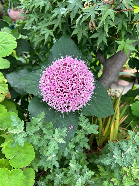 Autumnren Fucking with Boyfriends - New Sex Tape Leak : r/SpringPorn