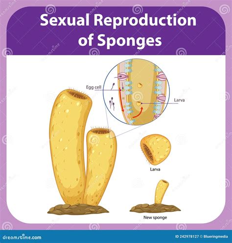 How Can Sponges Reproduce at Wilma Scanlon blog