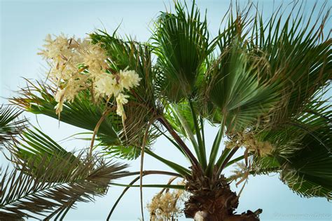 Free Images : nature, branch, sky, palm tree, leaf, flower, summer ...