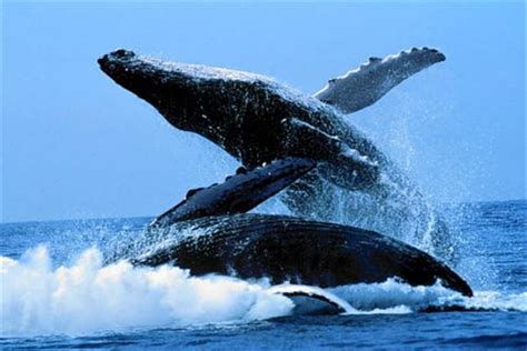 保护鲸鱼-双手捧鲸鱼图片素材-正版创意图片500344560-摄图网