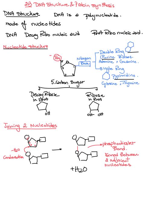 Image result for DNA Replication Advanced