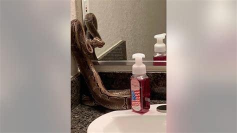 Orlando woman finds large python on bathroom counter - but that's not ...
