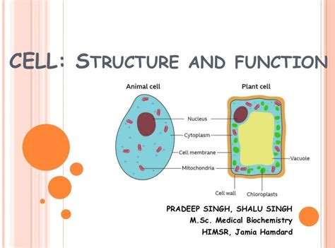 Cell Structure and Function 的图像结果