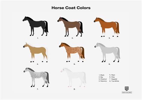 Guide: Horse Coat Colors | Maya Delorez