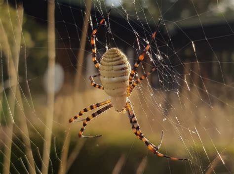 Banded Garden Spider – Ausemade