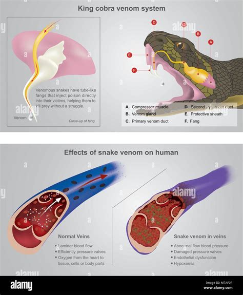 Venom Of King Cobra
