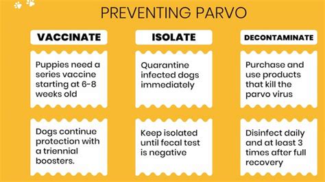 How Puppies Get Parvo? Is Parvo Dangerous? - Expert Guide - Down Town Animals