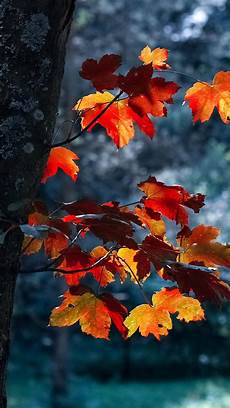 Pretty Fall Wallpaper Iphone by 15 Fall Iphone Xs Wallpapers Best Autumn Backgrounds Pretty Fall Wallpaper Iphone