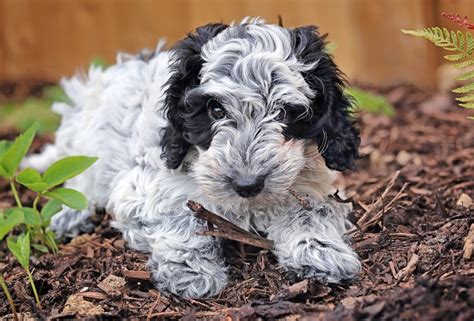 Image result for Cockapoo Adult Dogs