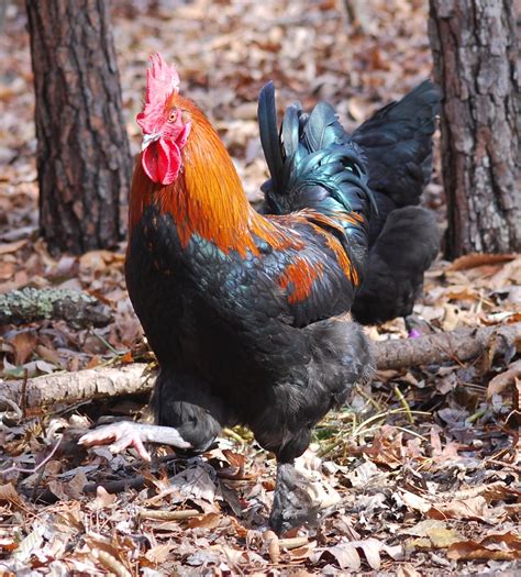 French Black Copper Maran Rooster
