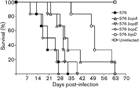 Image result for Intraperitoneal Injection of BALB/c Mice