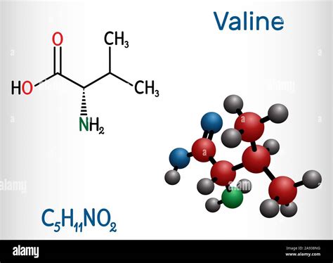Amino Acid Valine Structure at Evie Hargreaves blog
