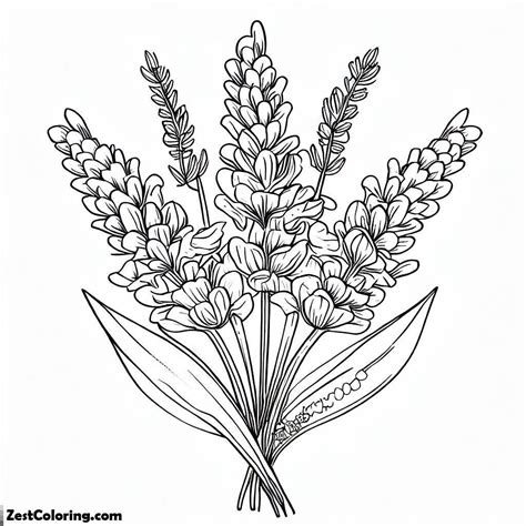 Harvest Lavender Flower Coloring Pages : Coloring for Kids – Smart ...