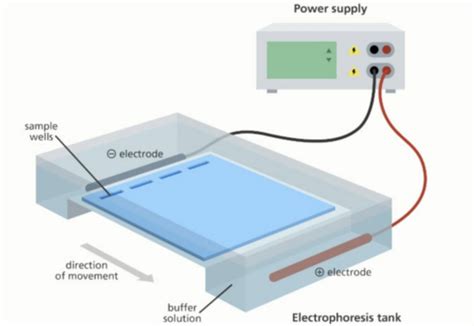Biotechnology DNA Fingerprinting 的图像结果