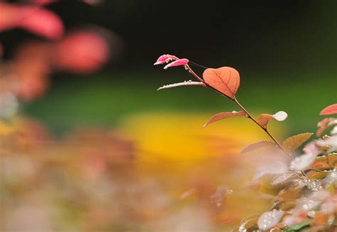 【细雨绵绵后的植物摄影图片】小区生态摄影_太平洋电脑网摄影部落