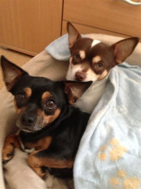 Hunde Kleinanzeigen | Hunde Annoncen | Hunde Inserate | Hunde ...