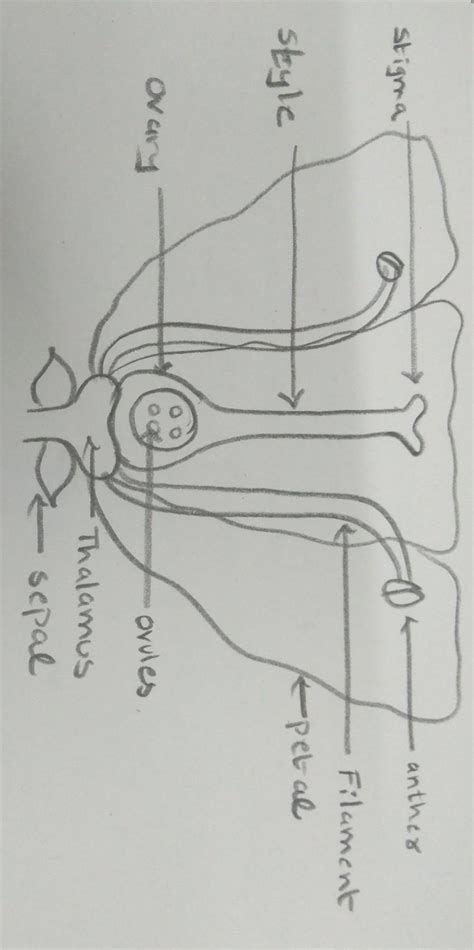 draw a diagram of longitudinal section of a bisexual flowers and show ...