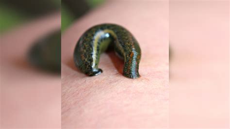 Just Discovered A Leech With Giant Teeth That Lives In Are These New